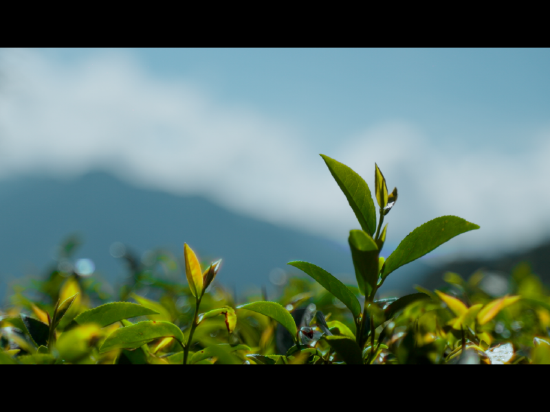 高雄 影像製作 cpx25001 sel001